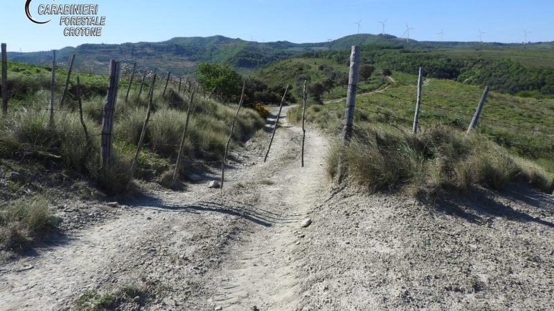 Sbarrate strade comunali per favorire il pascolo: 3 soggetti denunciati dai forestali