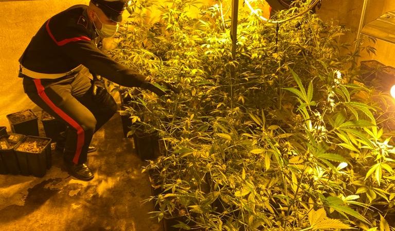 Scoperta serra con 33 piante di cannabis