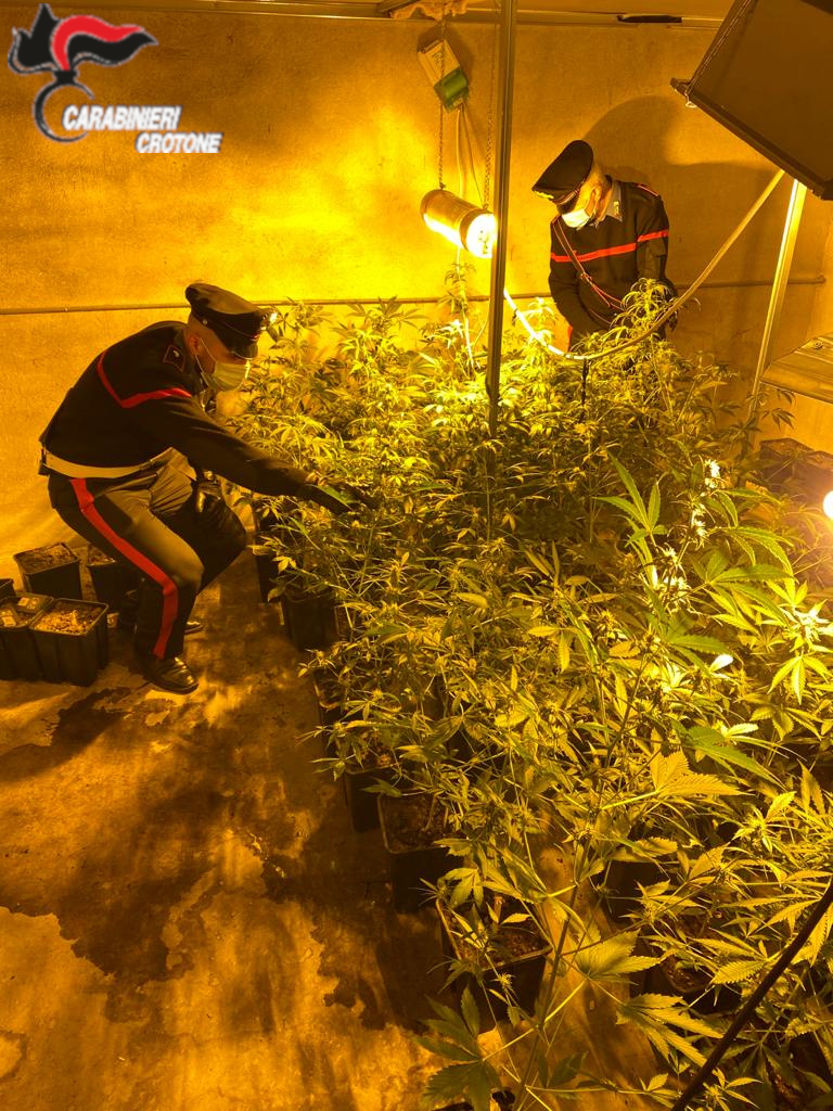 Scoperta serra con 33 piante di cannabis
  