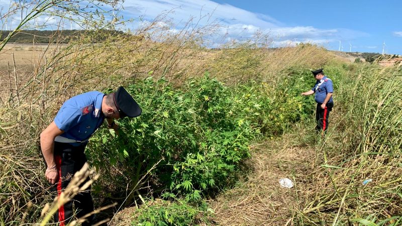 Scoperta piantagione di marijuana a Isola: due arresti