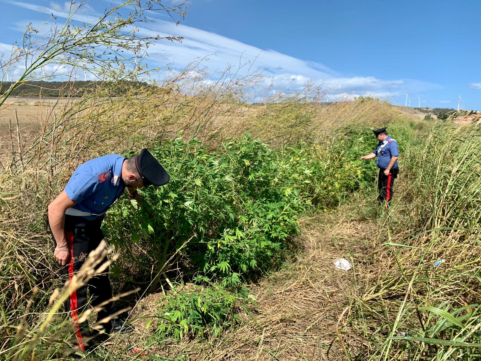 Scoperta piantagione di marijuana a Isola: due arresti
  