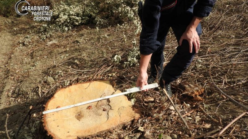 Denunciate 3 persone a Umbriatico per taglio abusivo