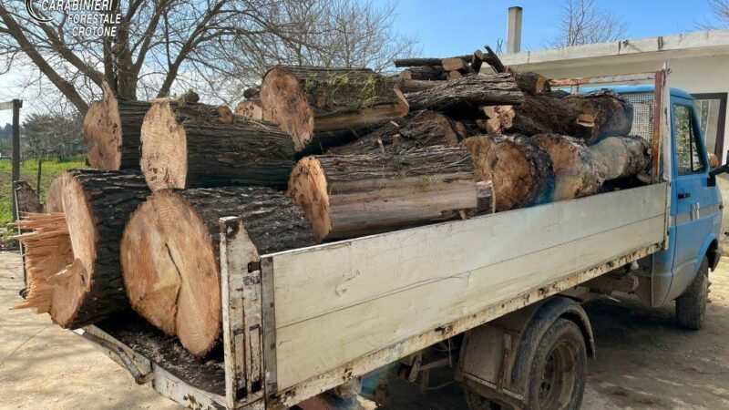 Sorpreso a rubare legna a Sovereto: Arrestato