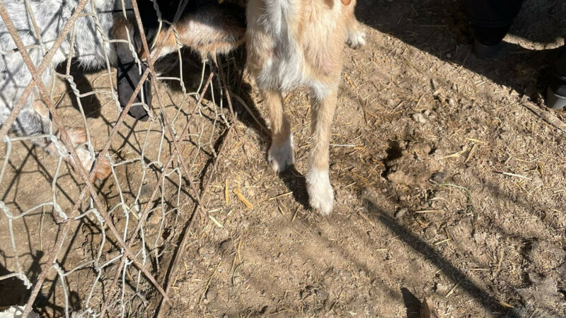 Cani e suini tenuti in cattive condizioni: denunciato allevatore