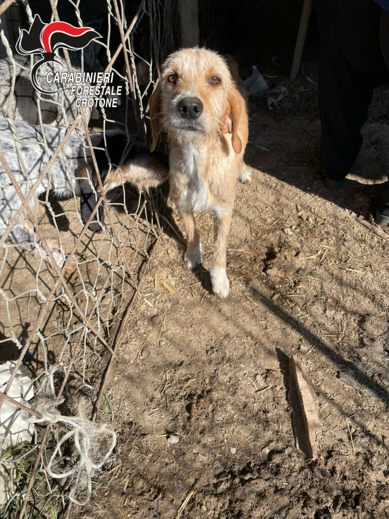 Cani e suini tenuti in cattive condizioni: denunciato allevatore