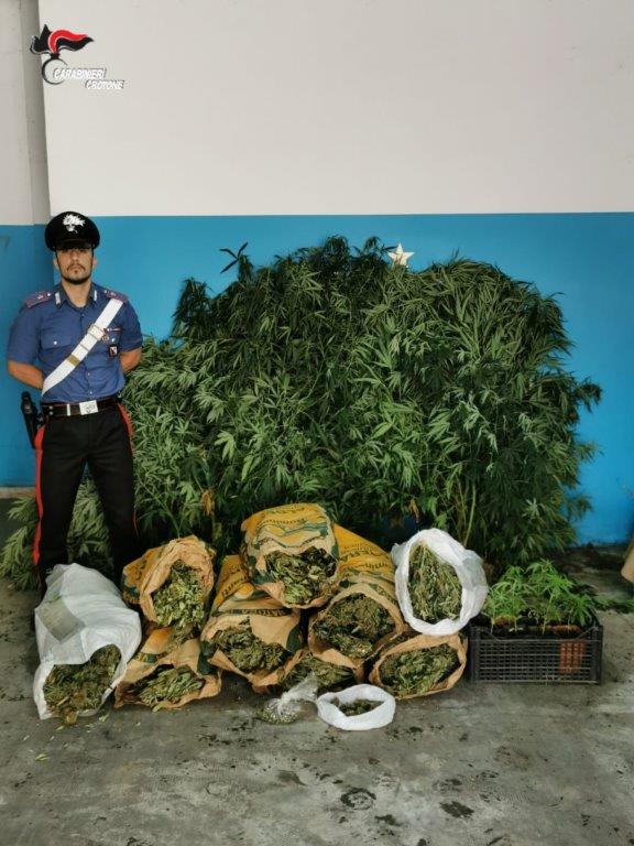 Sequestrati 18 kg di marijuana e 32 piante di canapa indiana
  