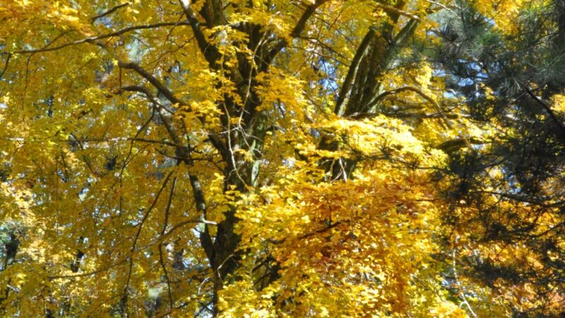 “Un vile atto nei confronti di un inerme albero, nei confronti della nostra comunità”: l’appello di Legambiente