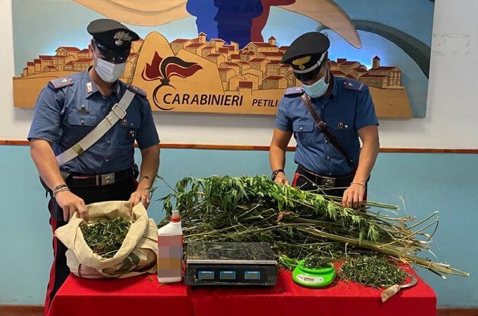 Sorpreso a coltivare marijuana: Arrestato 24enne
