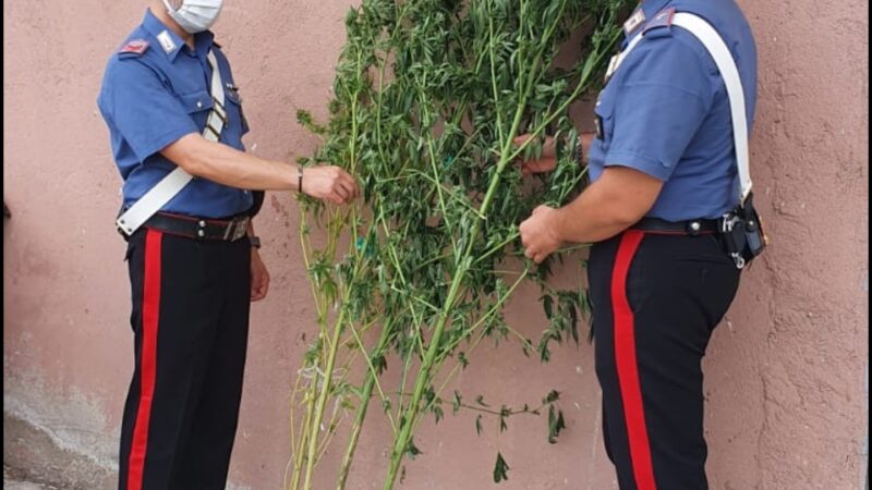 Trovate 4 piante di marijuana alte 2 metri: Attività contro lo spaccio della Compagnia di Petilia