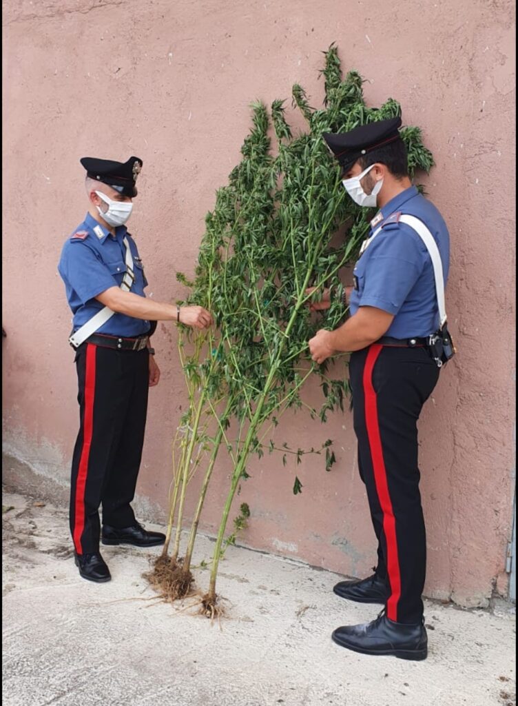 Trovate 4 piante di marijuana alte 2 metri: Attività contro lo spaccio della Compagnia di Petilia
  