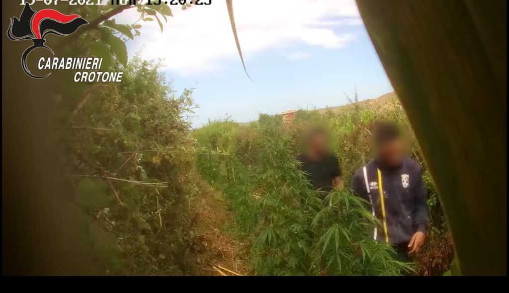 Coltivavano mmarijuana: 6 i responsabili