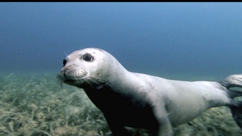 Ritorna la foca monaca nell’Area Marina Protetta