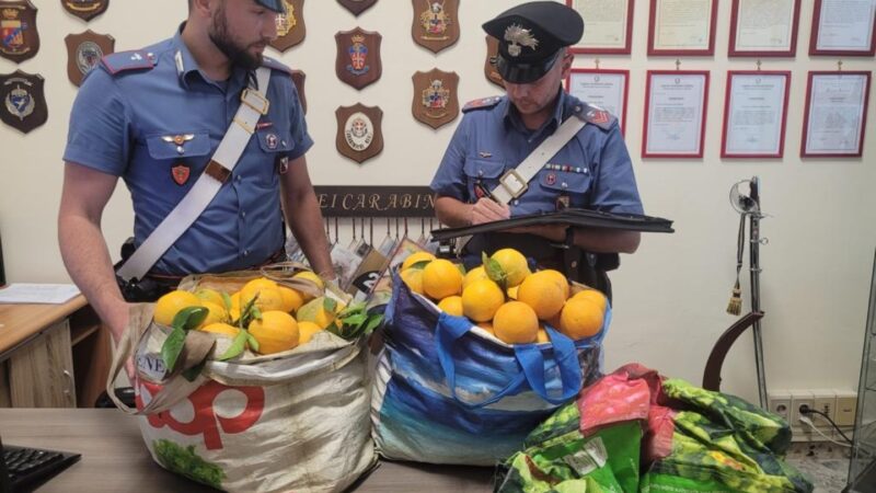 Furto di agrumi a Santa Severina: 2 arresti