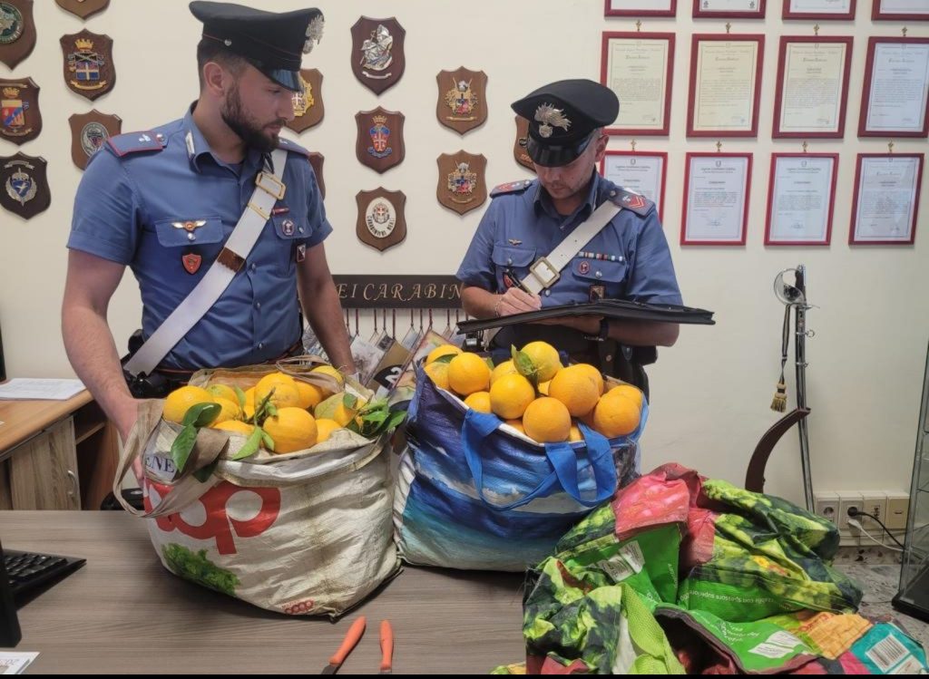 Furto di agrumi a Santa Severina: 2 arresti
  