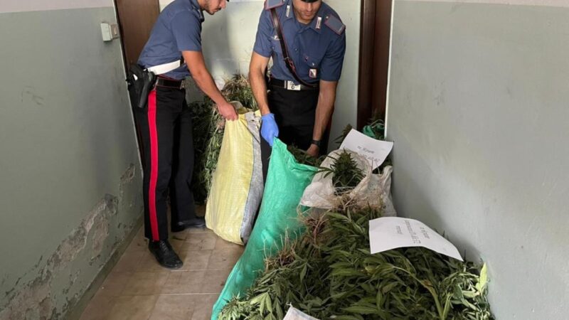 Coltivavano più di 2mila piante di marijuana: 3 arresti a Mesoraca