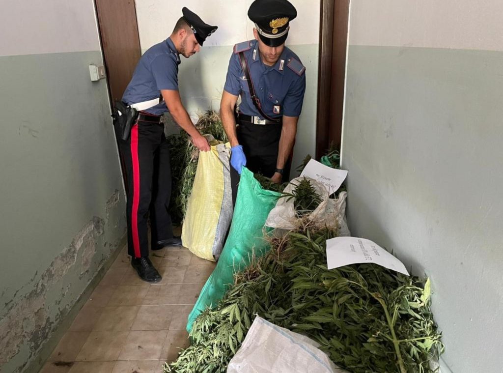Coltivavano più di 2mila piante di marijuana: 3 arresti a Mesoraca