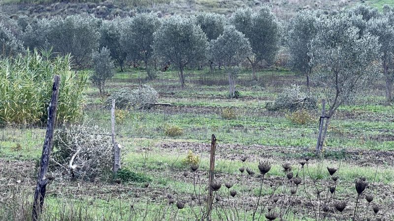 Tagliate 20 piante d’ulivo al sindaco di Roccabernarda