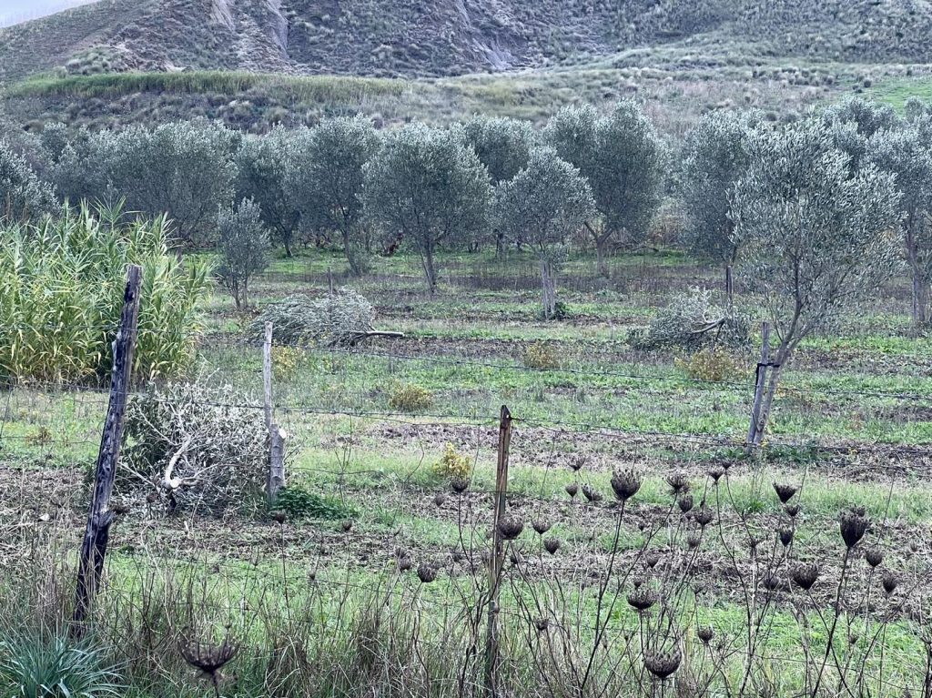 Tagliate 20 piante d’ulivo al sindaco di Roccabernarda
