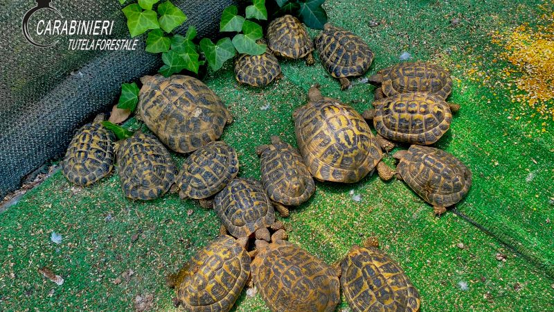 Detenute 23 tartarughe  illegalmente, intervento dei Carabinieri forestali