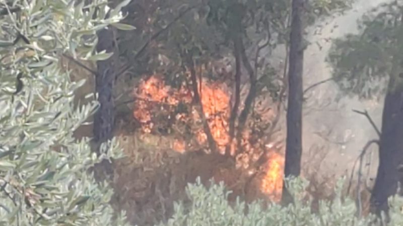 Santa Severina, bruciati 20 ettari di bosco