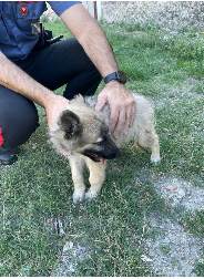 Cucciolo di cane salvato dai Carabinieri