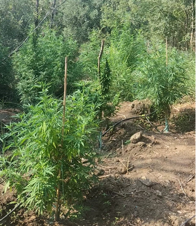 Santa Severina: Trovate 22 piante di marijuana, 2 gli arresti