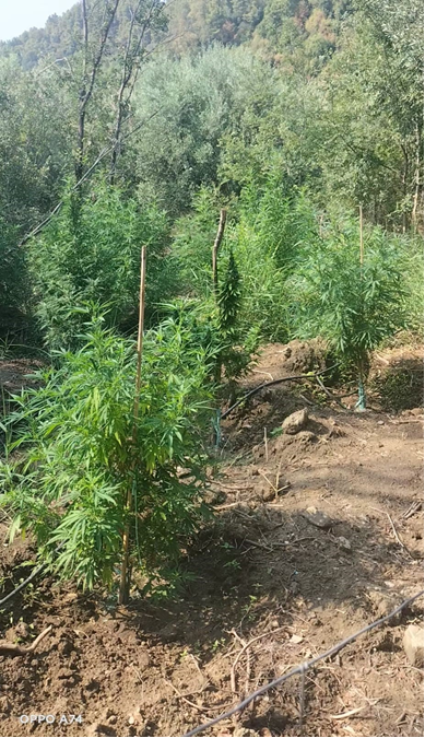 Santa Severina: Trovate 22 piante di marijuana, 2 gli arresti