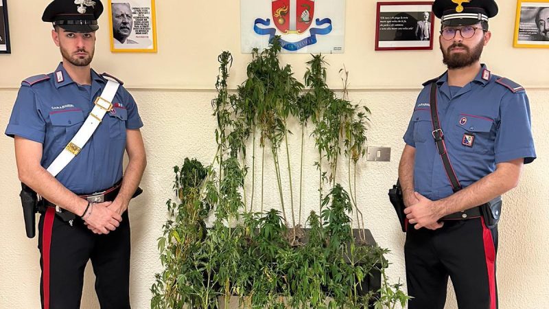 Scoperta una piantagione di marijuana
