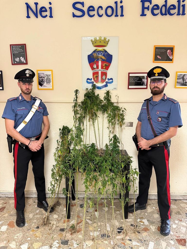 Scoperta una piantagione di marijuana