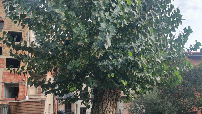 Pippo l’ultimo dei pioppi ospite speciale della Festa dell’albero