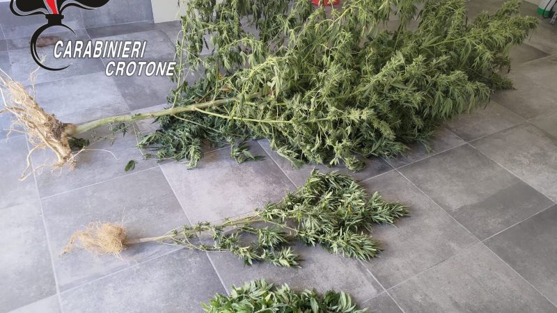 Caccuri, rinvenute e sequestrate piante di marijuana