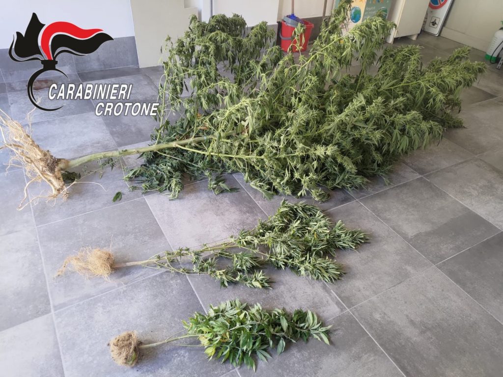 Caccuri, rinvenute e sequestrate piante di marijuana
  