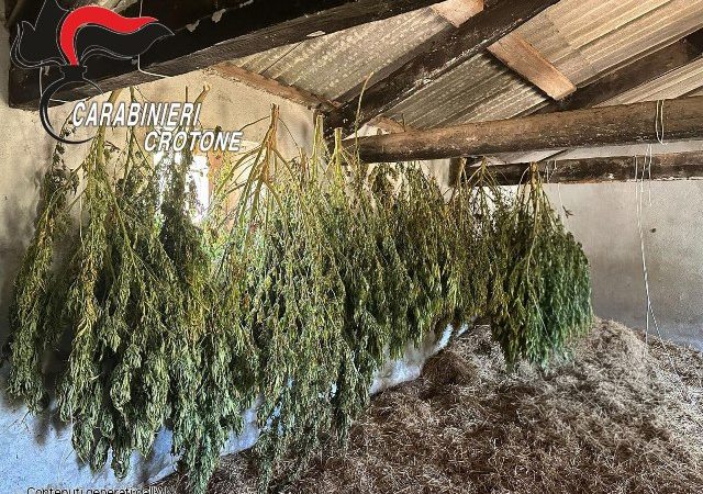 Coltivava 650 piante di marijuana: Arrestato dai Carabinieri a Isola Capo Rizzuto
