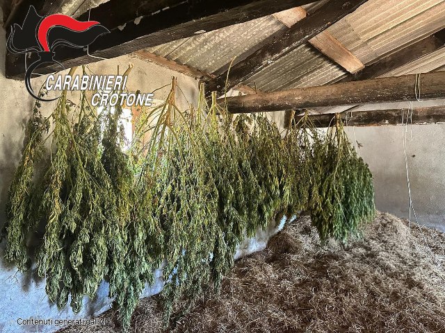 Coltivava 650 piante di marijuana: Arrestato dai Carabinieri a Isola Capo Rizzuto
  