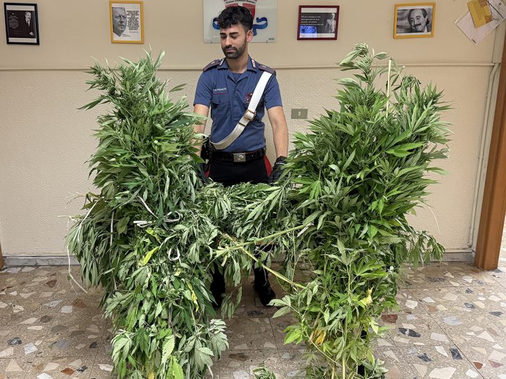 Sequestrata piantagione di Cannabis a Mesoraca
