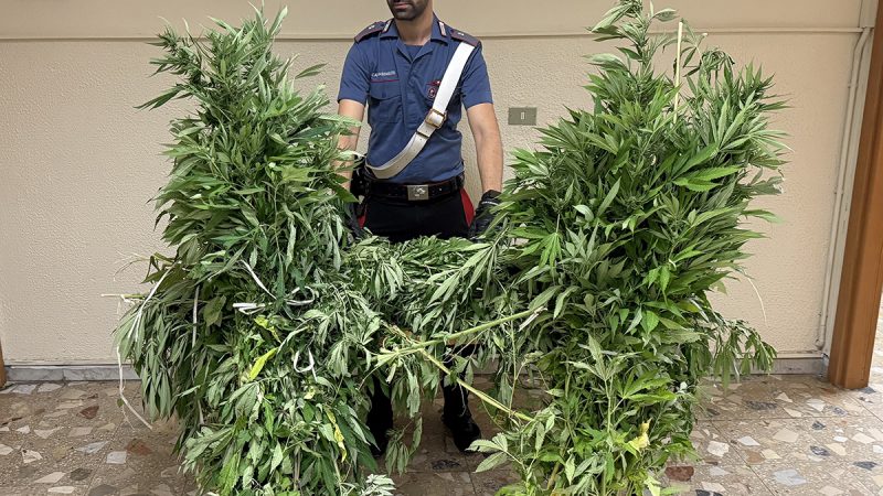Sequestrata piantagione di Cannabis a Mesoraca