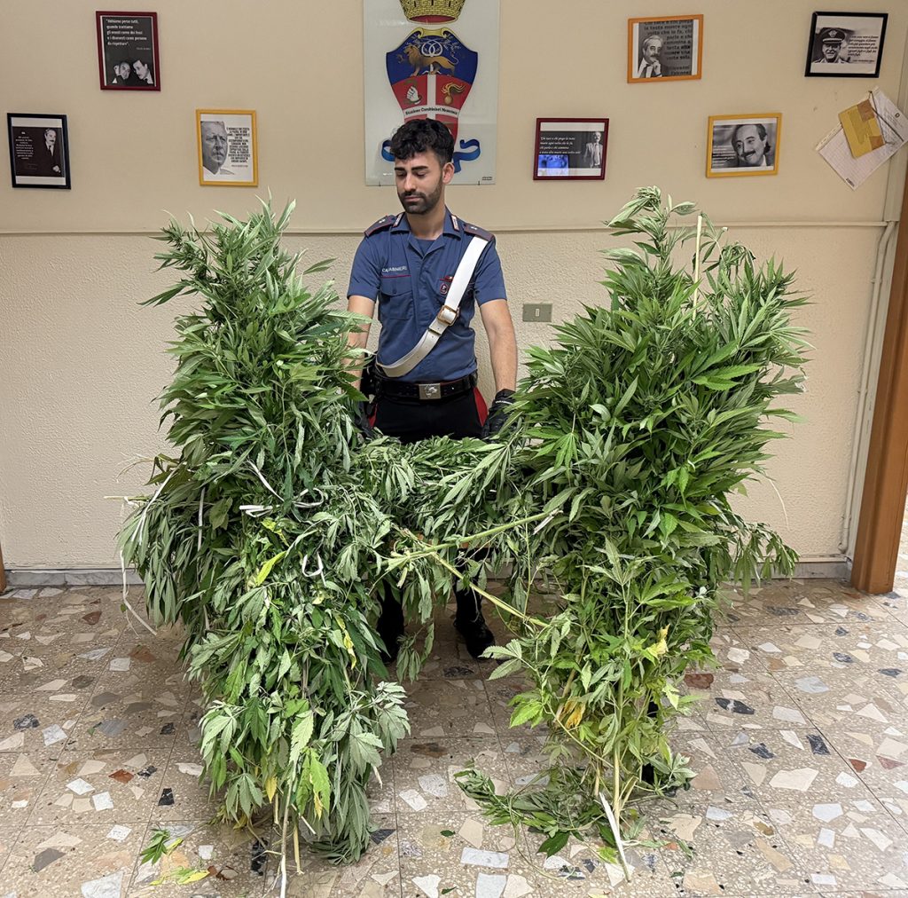 Sequestrata piantagione di Cannabis a Mesoraca
  
