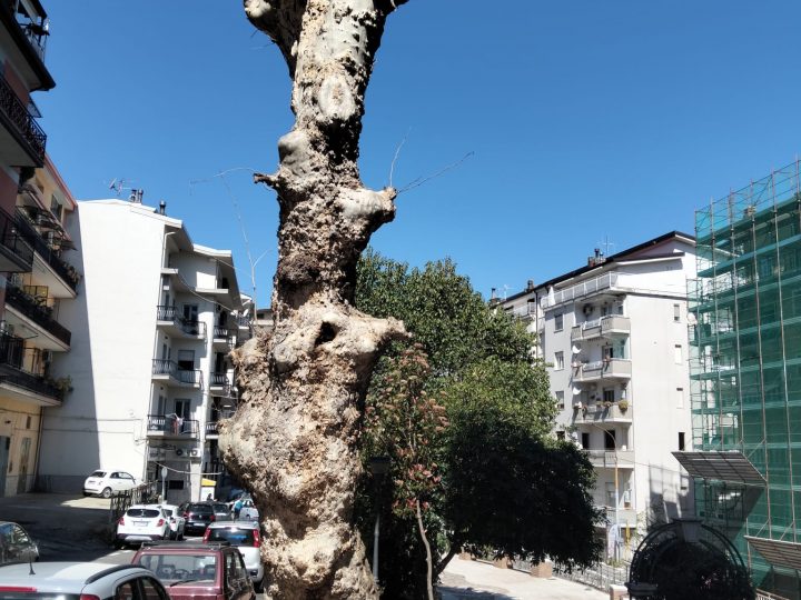 Legambiente Petilia Policastro denuncia l’ennesimo scempio al verde urbano: Basta capitozzature selvagge, si rispetti la legge regionale