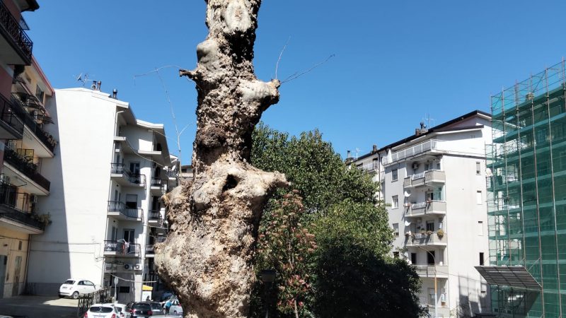Legambiente Petilia Policastro denuncia l’ennesimo scempio al verde urbano: Basta capitozzature selvagge, si rispetti la legge regionale
  