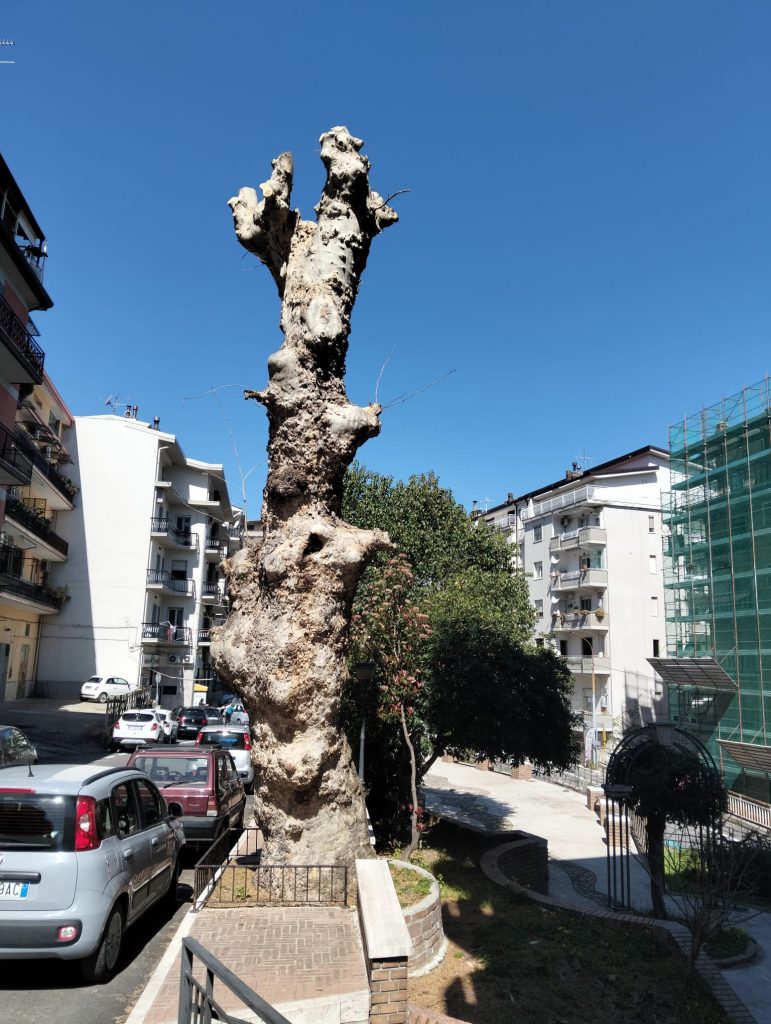 Legambiente Petilia Policastro denuncia l’ennesimo scempio al verde urbano: Basta capitozzature selvagge, si rispetti la legge regionale
  