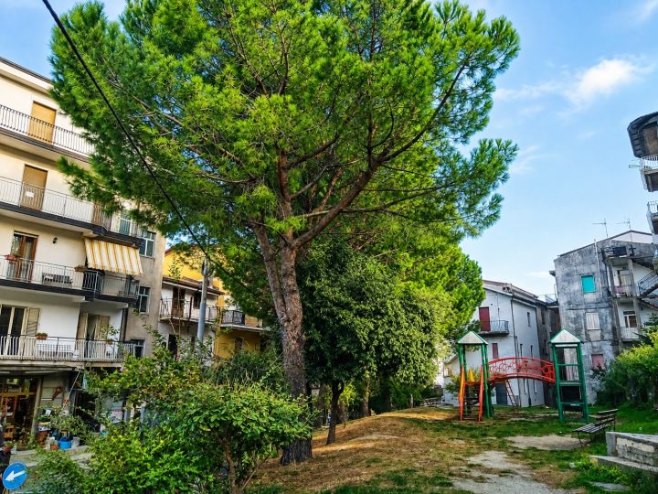 Alberi del parco giochi a rischio abbattimento, quattro associazioni petiline: Prima di tagliare, servono chiarezza e valutazioni scientifiche