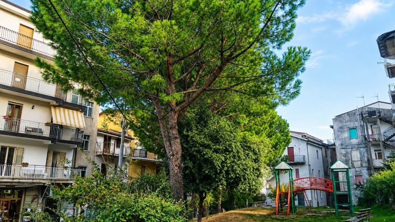 Alberi del parco giochi a rischio abbattimento, quattro associazioni petiline: Prima di tagliare, servono chiarezza e valutazioni scientifiche